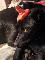 Lost Male Dog last seen Christine tx city hall and park, Christine, TX 78064