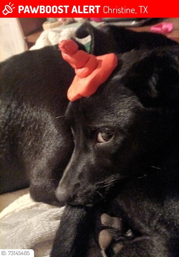 Lost Male Dog last seen Christine tx city hall and park, Christine, TX 78064
