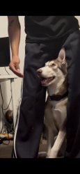 Lost Male Dog last seen W Broadway rd and S 35th ave, Phoenix, AZ 85339