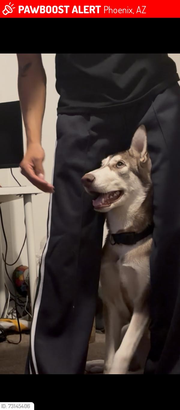 Lost Male Dog last seen W Broadway rd and S 35th ave, Phoenix, AZ 85339
