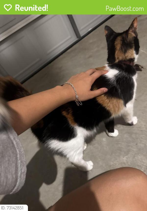 Reunited Female Cat last seen Katy tx, Katy, TX 77493