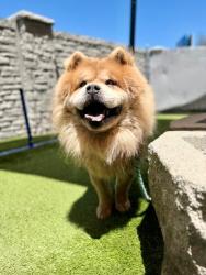 Shelter Stray Male Dog last seen Near S Gold Shimmer Bay, Magna Township, UT, 84044, 511 W 3900 S, Salt Lake City, UT 84123, USA
