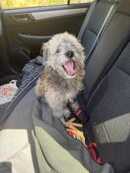 Found/Stray Unknown Dog last seen Sacramento and 67th, Berkeley, CA 94703