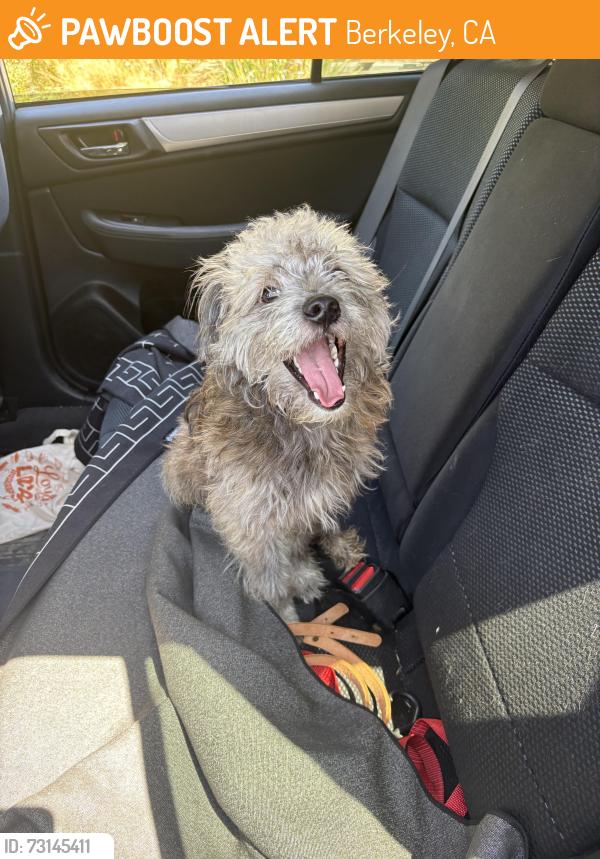 Found/Stray Unknown Dog last seen Sacramento and 67th, Berkeley, CA 94703