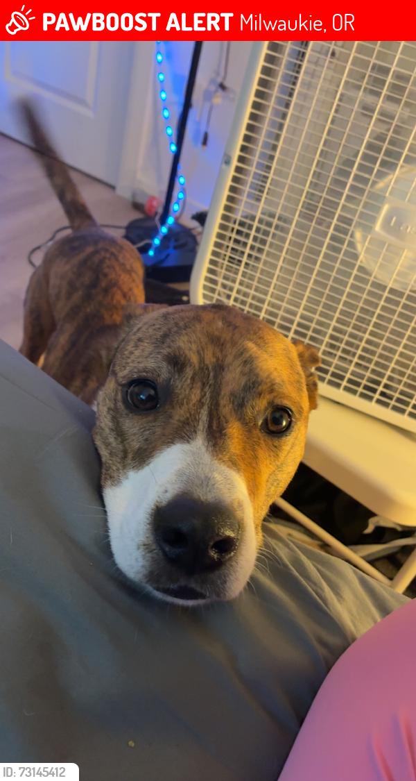 Lost Male Dog last seen Rail road crossing , 7/11 linwood, Milwaukie, OR 97222