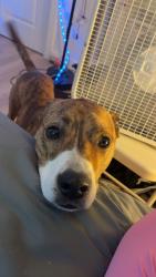 Lost Male Dog last seen Rail road crossing , 7/11 linwood, Milwaukie, OR 97222