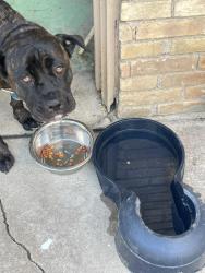 Reunited Female Dog last seen Greenbriar dr, DeSoto, TX 75115