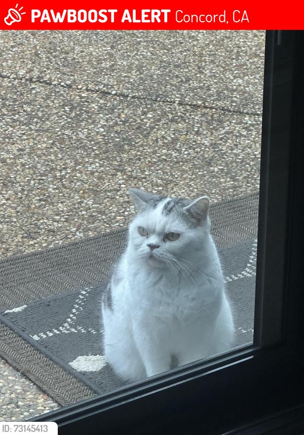 Lost Male Cat last seen Kirkwood Drive, Concord, CA 94521
