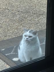 Lost Male Cat last seen Kirkwood Drive, Concord, CA 94521