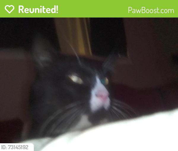 Reunited Male Cat last seen Goliad, San Antonio, TX 78235