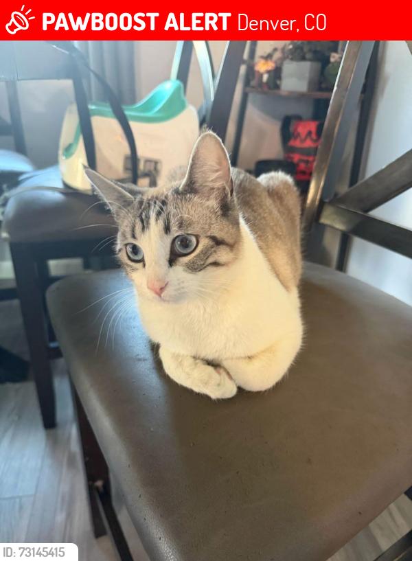 Lost Male Dog last seen Union and Lowell, Denver, CO 80236