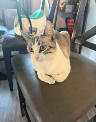 Lost Male Dog last seen Union and Lowell, Denver, CO 80236