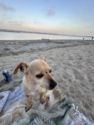 Lost Male Dog last seen Crown point, San Diego, CA 92117
