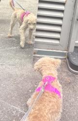 Reunited Female Dog last seen Trail on Burnhamthorpe Rd W, Erin Mills, Mississauga, ON 