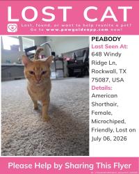 Lost Female Cat last seen John King BLVD, Rockwall, TX 75087