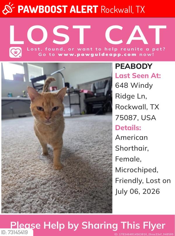 Lost Female Cat last seen John King BLVD, Rockwall, TX 75087