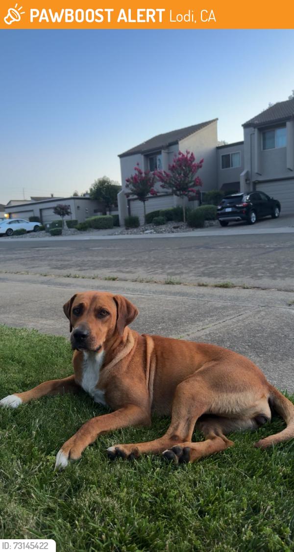 Found/Stray Female Dog last seen Turner, Lodi, CA 95240