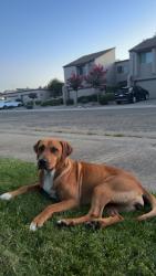 Found/Stray Female Dog last seen Turner, Lodi, CA 95240