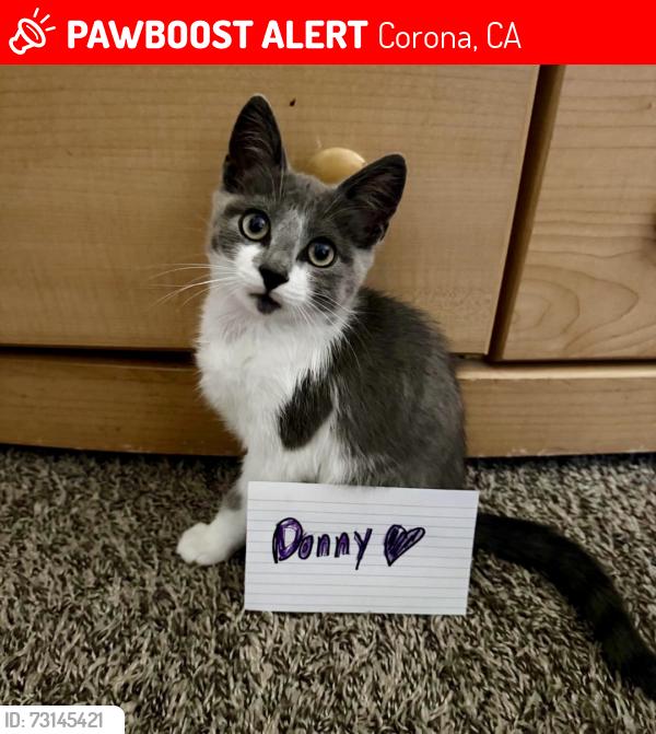 Lost Female Cat last seen Border Ave Via pacifica, Corona, CA 92882