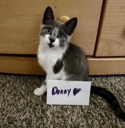 Lost Female Cat last seen Border Ave Via pacifica, Corona, CA 92882