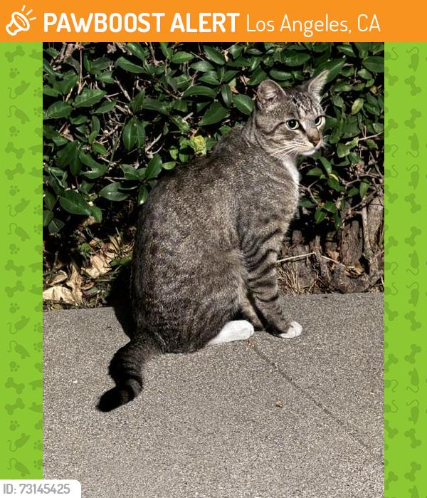 Found/Stray Male Cat last seen Hyperion Ave near Effie St, Silver Lake, Los Angeles, CA 90029