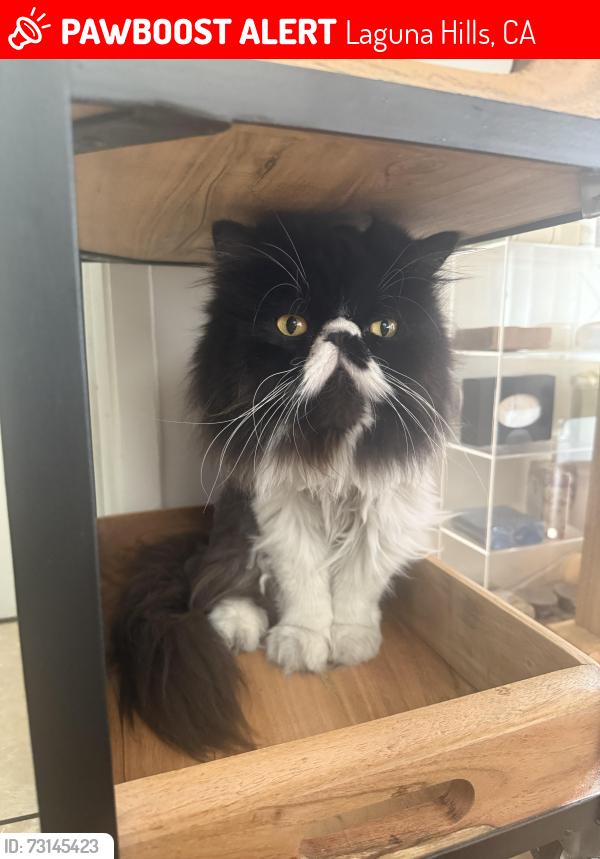 Lost Male Cat last seen Triton way, lake forest drive, Laguna Hills, CA 92653
