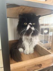 Lost Male Cat last seen Triton way, lake forest drive, Laguna Hills, CA 92653