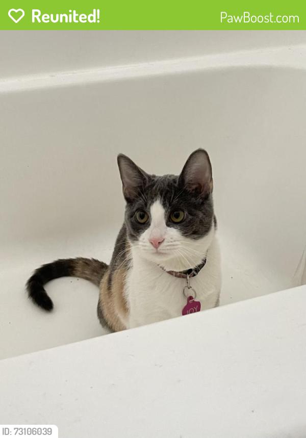 Reunited Female Cat last seen Commonwealth Ave and Indiana Ave, Buena Park, Buena Park, CA 90621