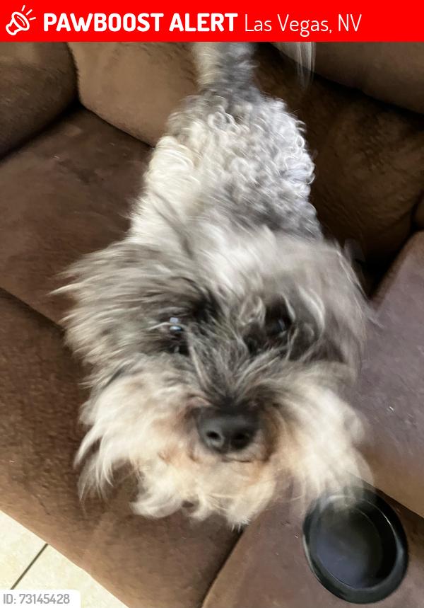 Lost Male Dog last seen Lake mead and MLK, Las Vegas, NV 89106