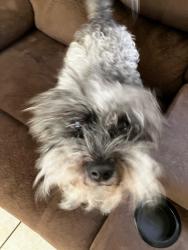 Lost Male Dog last seen Lake mead and MLK, Las Vegas, NV 89106