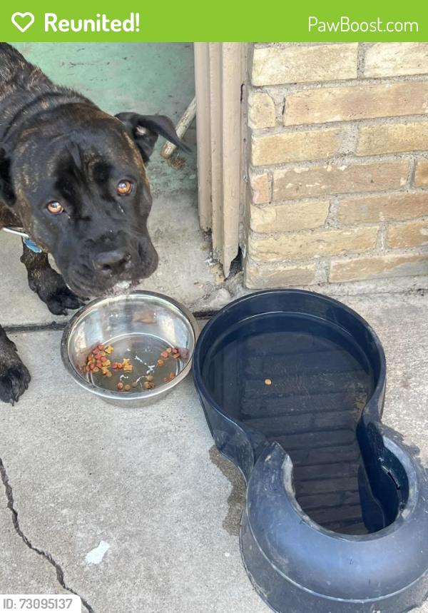 Reunited Female Dog last seen Greenbriar dr, DeSoto, TX 75115