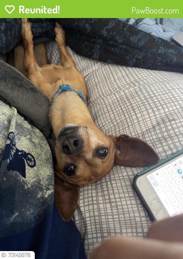 Reunited Female Dog last seen Woolridge Way (Hammett’s Crossing, Greer), Greer, SC 29650