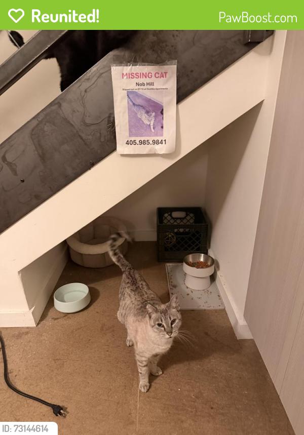 Reunited Female Cat last seen San Mateo & Montgomery, Albuquerque, NM 87108