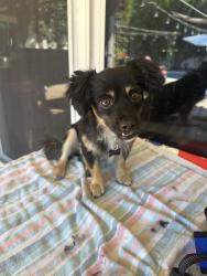 Lost Male Dog last seen Camino Del Rey Bonsall, Bonsall, CA 92003