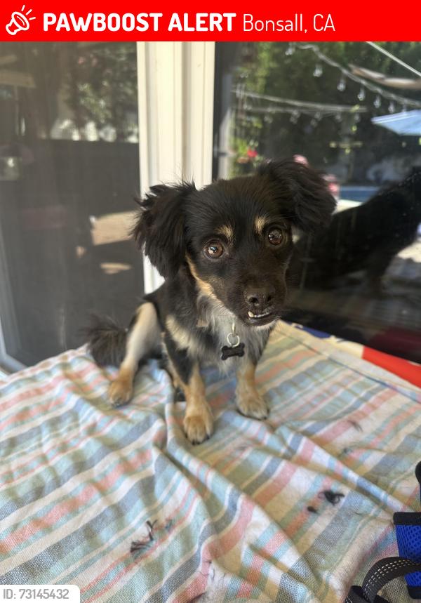 Lost Male Dog last seen Camino Del Rey Bonsall, Bonsall, CA 92003