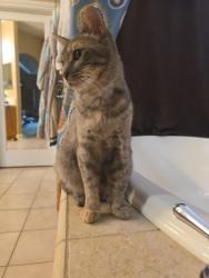 Reunited Female Cat last seen Rose arbor drive and Northborough drive, Sacramento, CA 95835