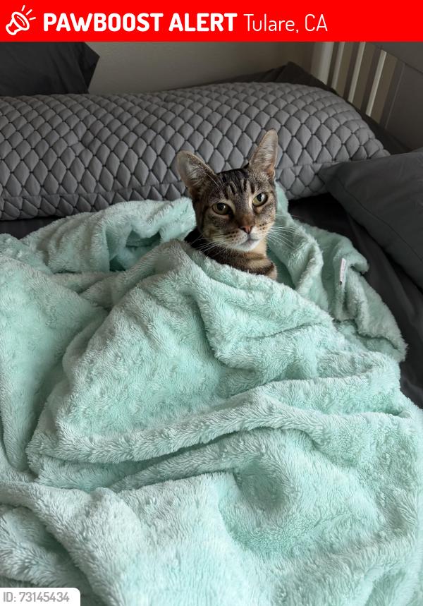 Lost Female Cat last seen Commercial av and turner dr, Tulare, CA 93274