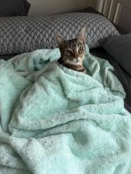 Lost Female Cat last seen Commercial av and turner dr, Tulare, CA 93274
