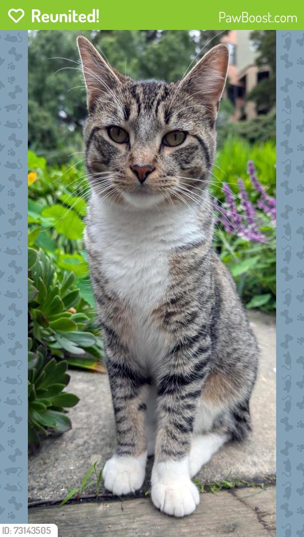 Reunited Male Cat last seen Near Valle Vista Ave, Oakland CA, Oakland, CA 94610