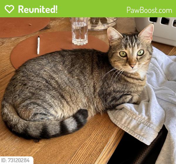 Reunited Female Cat last seen Large Vacant land between Morwell Loop & Daintree Street, Baldivis, WA 6171