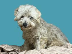Shelter Stray Male Dog last seen , 3201 Lacy St, Los Angeles, CA 90031, USA