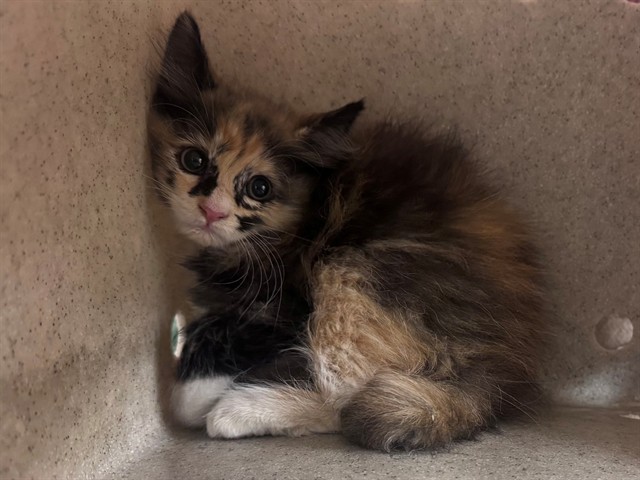 Shelter Stray Female Cat last seen , 38550 Sierra Hwy, Palmdale, CA 93550, USA