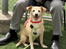 Shelter Stray Female Dog last seen , 957 N Gaffey St, San Pedro, CA 90731, USA