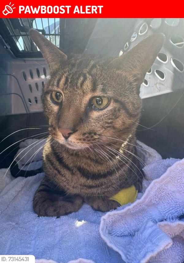 Lost Male Cat last seen The Palmer residences, San Juan Capistrano, CA 92675
