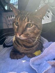 Lost Male Cat last seen The Palmer residences, San Juan Capistrano, CA 92675