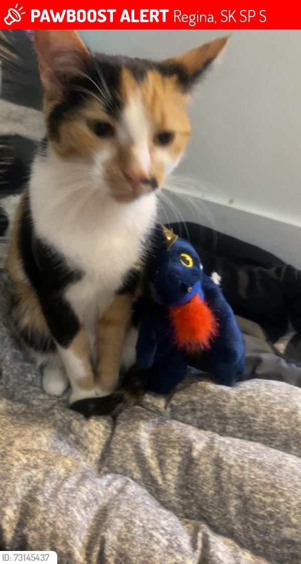 Lost Female Cat last seen Regina halal meat, Regina, SK S4P 1S1