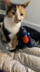 Lost Female Cat last seen Regina halal meat, Regina, SK S4P 1S1