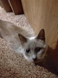 Lost Male Cat last seen Right behind the Dairy Queen off Hwy 10 in Elk River, Elk River, MN 55330
