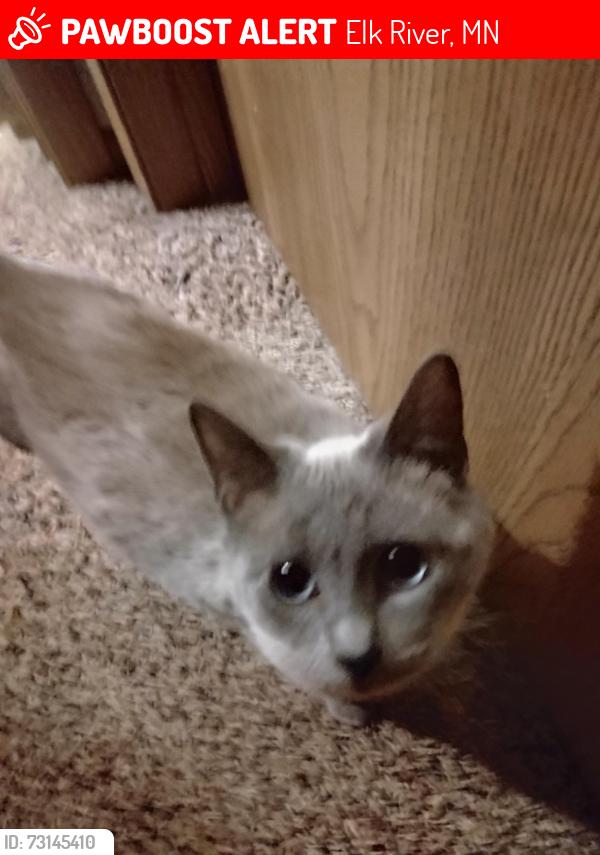 Lost Male Cat last seen Right behind the Dairy Queen off Hwy 10 in Elk River, Elk River, MN 55330