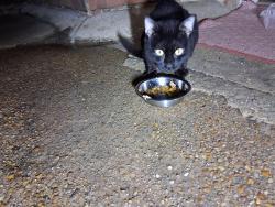 Found/Stray Unknown Cat last seen Blairstone Road and Kay Avenue., Tallahassee, FL 32301